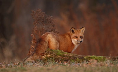 red fox --  renard roux