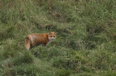 red fox --  renard roux