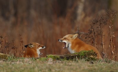 red fox --  renard roux