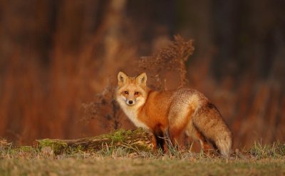 red fox --  renard roux