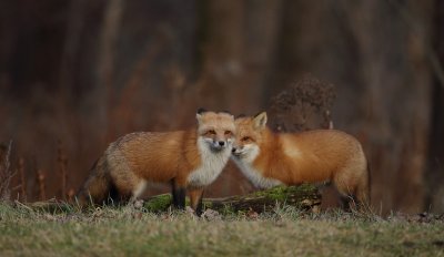 red fox --  renard roux