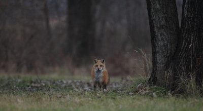 red fox --  renard roux