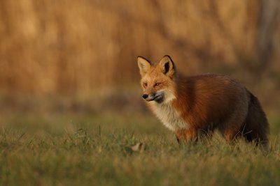red fox --  renard roux