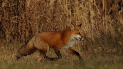 red fox --  renard roux