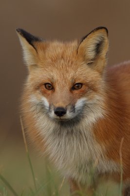 red fox --  renard roux