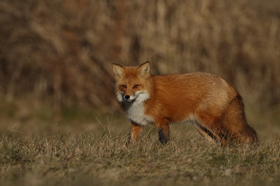 red fox --  renard roux