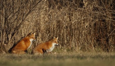 red fox --  renard roux