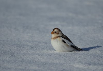 snow bunting -- bruant des neiges