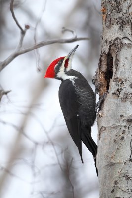 pileated woodpecker -- grand pic
