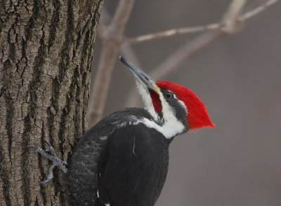 pileated woodpecker -- grand pic
