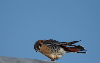 american kestrel -- crecerelle d'amerique