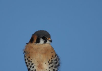 american kestrel -- crecerelle d'amerique