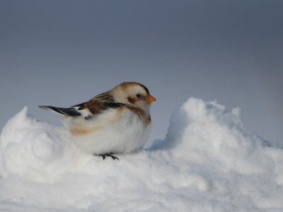 snow bunting -- plectrophane des neiges