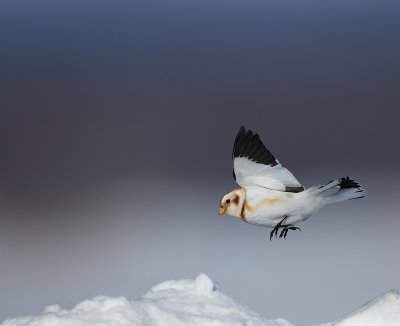 snow bunting -- plectrophane des neiges