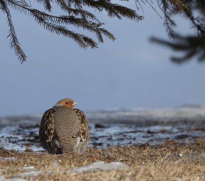 gray partridge -- perdrix grise