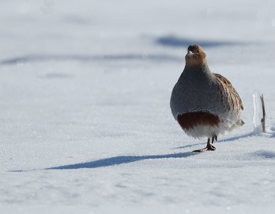 gray partridge -- perdrix grise