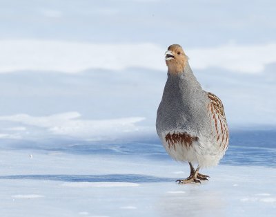 gray partridge -- perdrix grise