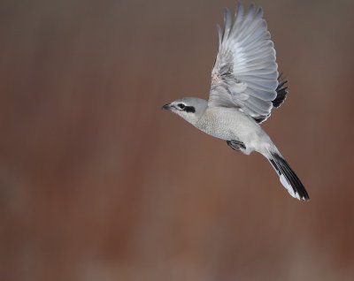 northern shrike -- pie-grieche grise