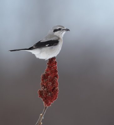 northern shrike -- pie-grieche grise