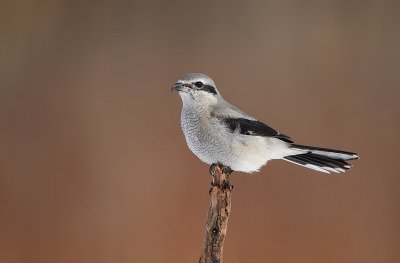 northern shrike -- pie-grieche grise