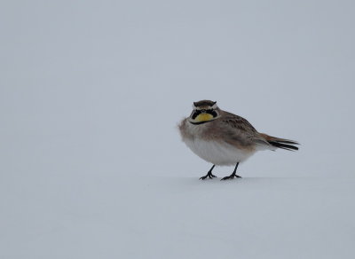 horned lark -- alouette hausse-col