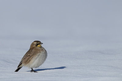 horned lark -- alouette hausse-col