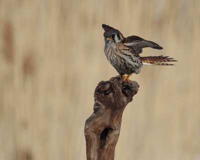 american kestrel ( f ) -- crecerelle d'amerique (f )