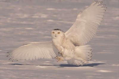 snowy owl -- harfang des neiges 