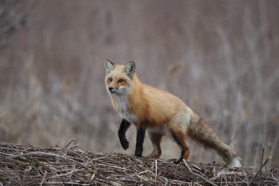 red fox --  renard roux