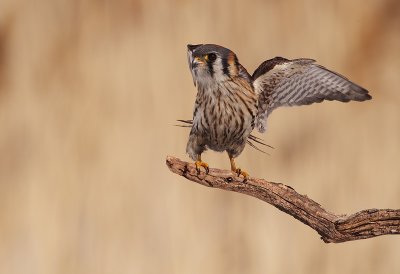 american kestrel ( f ) -- crecerelle d'amerique (f )