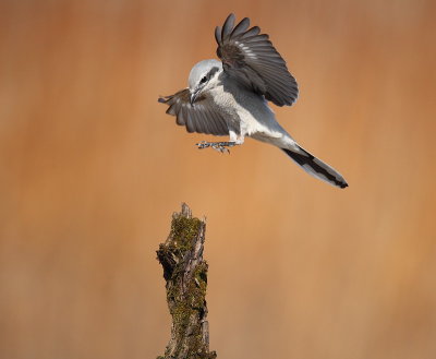 northern shrike -- pie-grieche grise