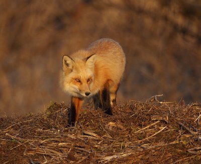 red fox --  renard roux