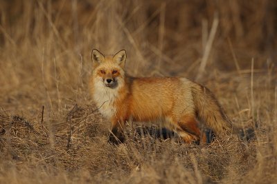 red fox --  renard roux