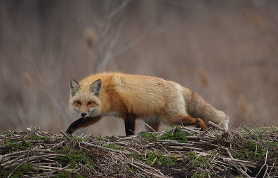 red fox --  renard roux