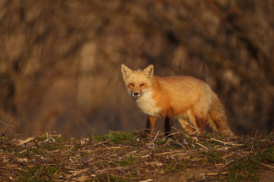 red fox --  renard roux