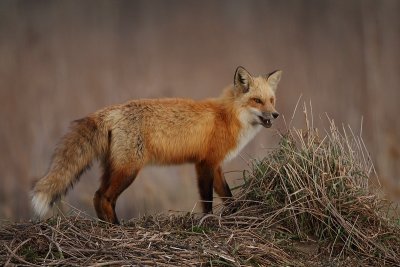 red fox --  renard roux