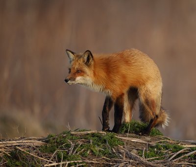 red fox --  renard roux