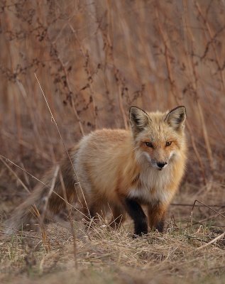 red fox --  renard roux