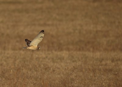  short-eared owl -- hibou des marais