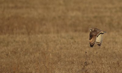 short-eared owl -- hibou des marais