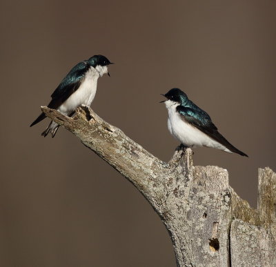 tree swallow -- hirondelle bicolore