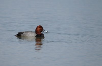  redhead -- fuligule a tete rouge