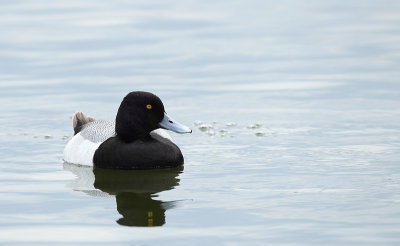 lesser scaup -- petit fuligule