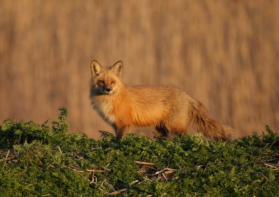 red fox --  renard roux