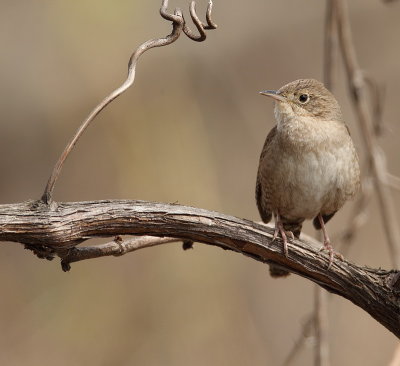 house wren -- troglodyte familier