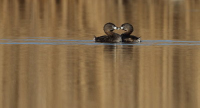 pied-billed grebe -- grebe a bec bigarre