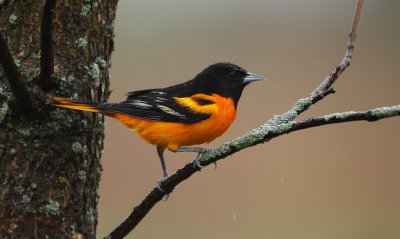 baltimore oriole -- oriole de baltimore