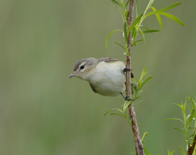 warbling vireo  --  vireo melodieux