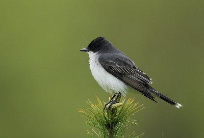 eastern kingbird  --  tyran tritri