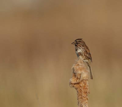 song sparrow  --  bruant chanteur